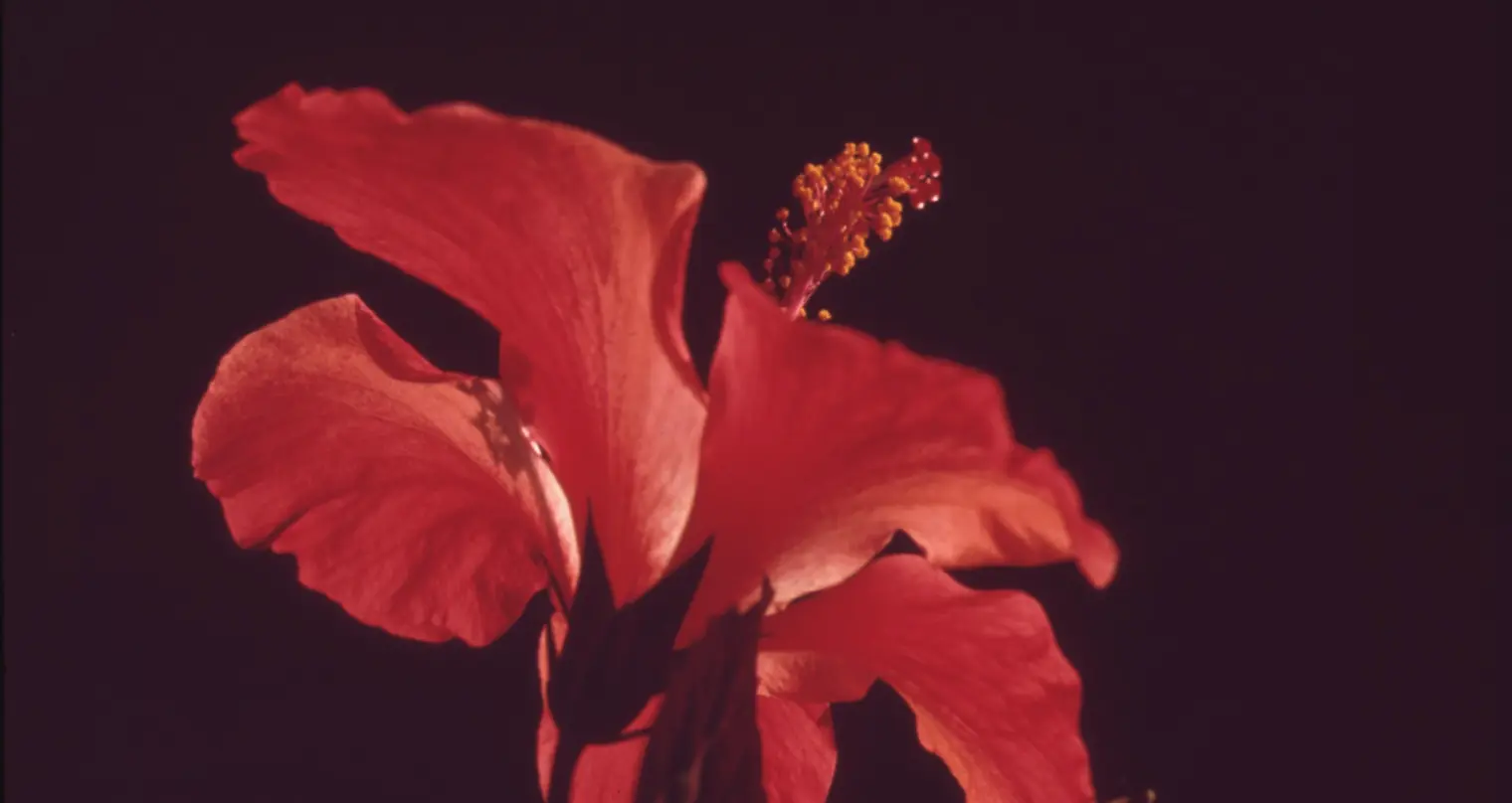 Home Photography close up of a red flower.