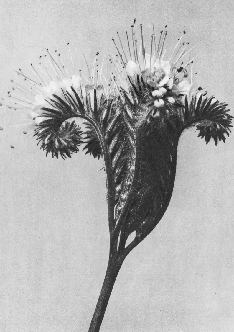 Home Black and white photography close up of a flower.