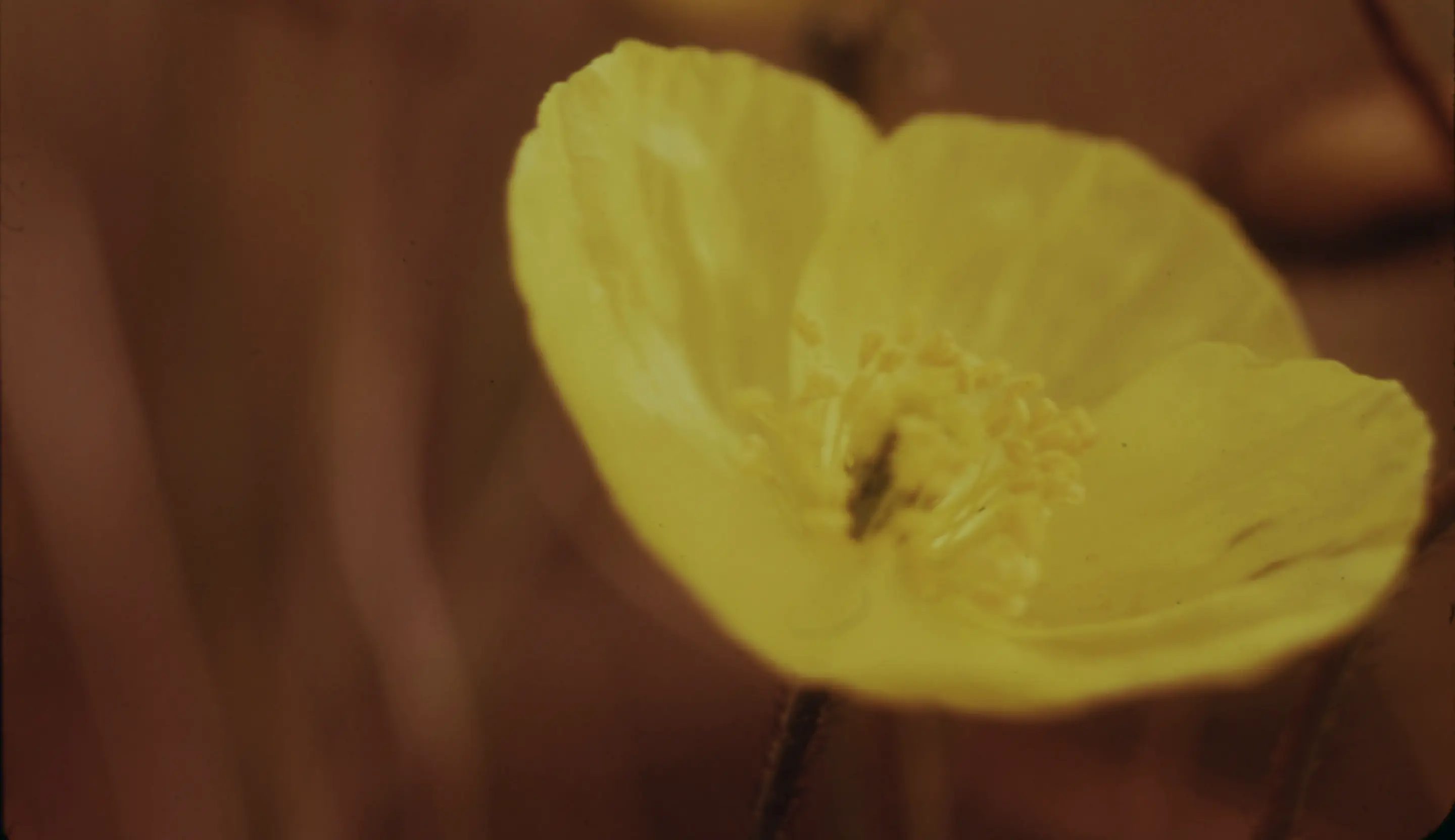 Home Picture of a flower